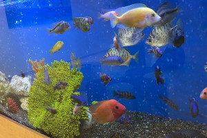 بيئة تكوين المبهجة